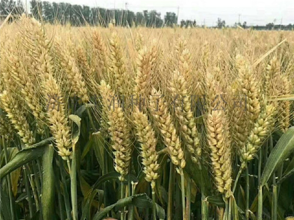 兰州玉米种子供应商_甘肃抗病小麦种子厂家_宁夏水稻种子价格