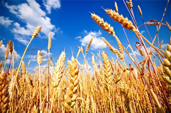 河南高产小麦种子厂家_早熟小麦种子批发_河南水稻种子价格