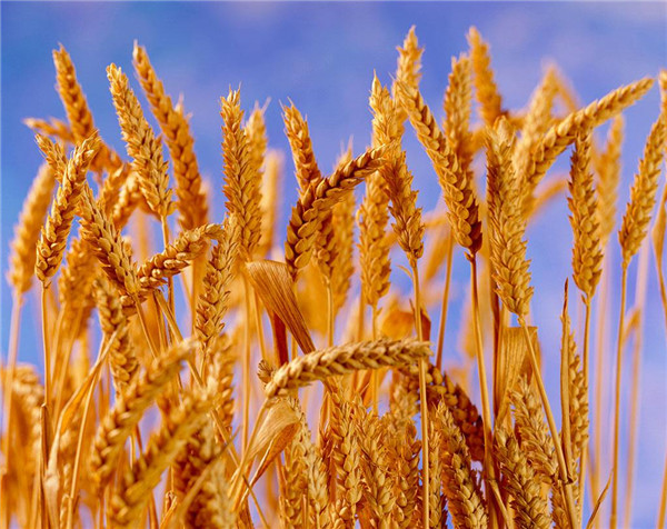 郑州矮杆小麦种子生产_西安玉米种子零售_新密水稻种子生产