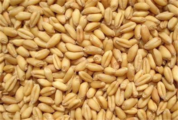 郑州玉米种子公司_陕西小麦种子哪家好_河南水稻种子价格