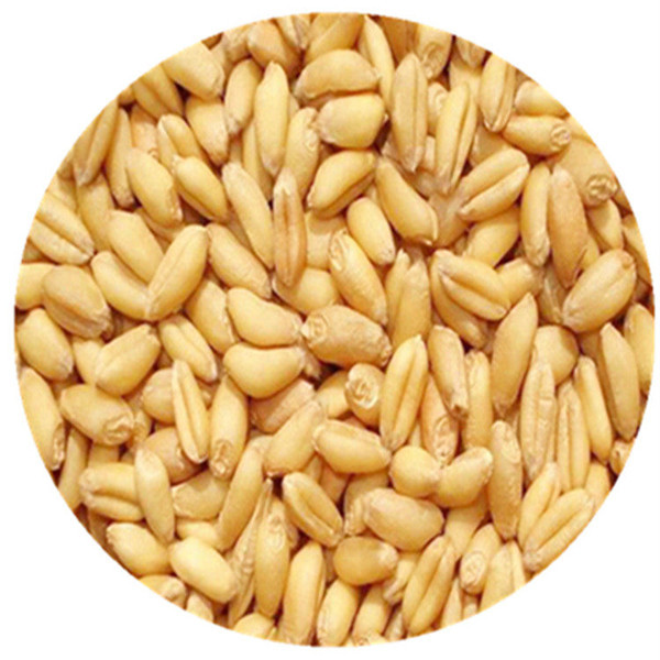 河南小麦种子生产_河南小麦种子零售_河南小麦种子厂家