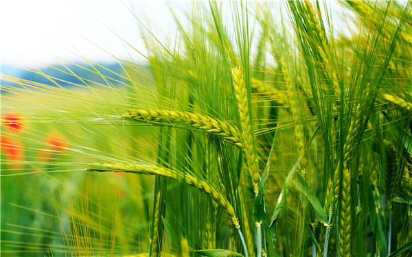 小麦种植价格_河南小麦种子零售_山西小麦种子价格