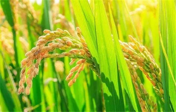 河南杂交水稻种子_辉县水稻种子哪家好_山西高产水稻种子