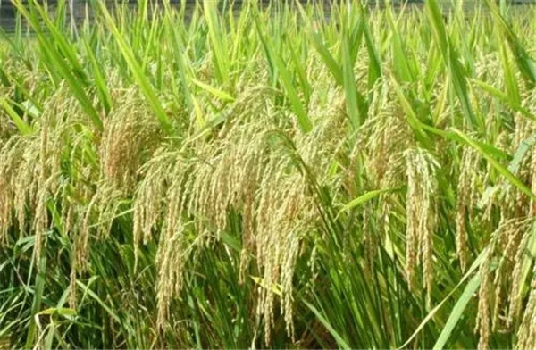 河北玉米种子售价_河南水稻种子批发_郑州小麦种子购买