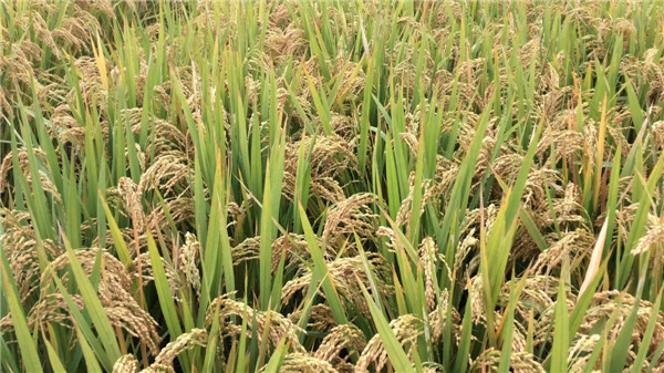 河北水稻种子厂家_河南水稻种子价格_郑州高产水稻种子