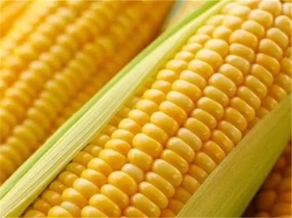 郑州玉米种子售价_辉县玉米种子批发_新乡小麦种子购买
