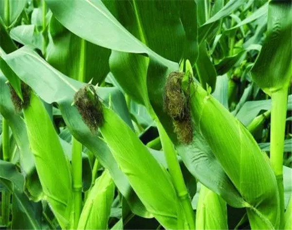 山西玉米种子公司_陕西玉米种子购买_郑州水稻种子厂家