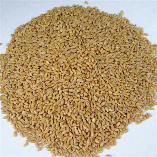 河南小麦种子_山西小麦种子批发_陕西小麦种子价格