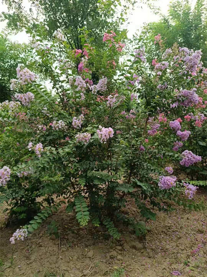 鹤壁紫薇苗木报价_月季绿化苗木工程_月季球绿化苗木苗圃