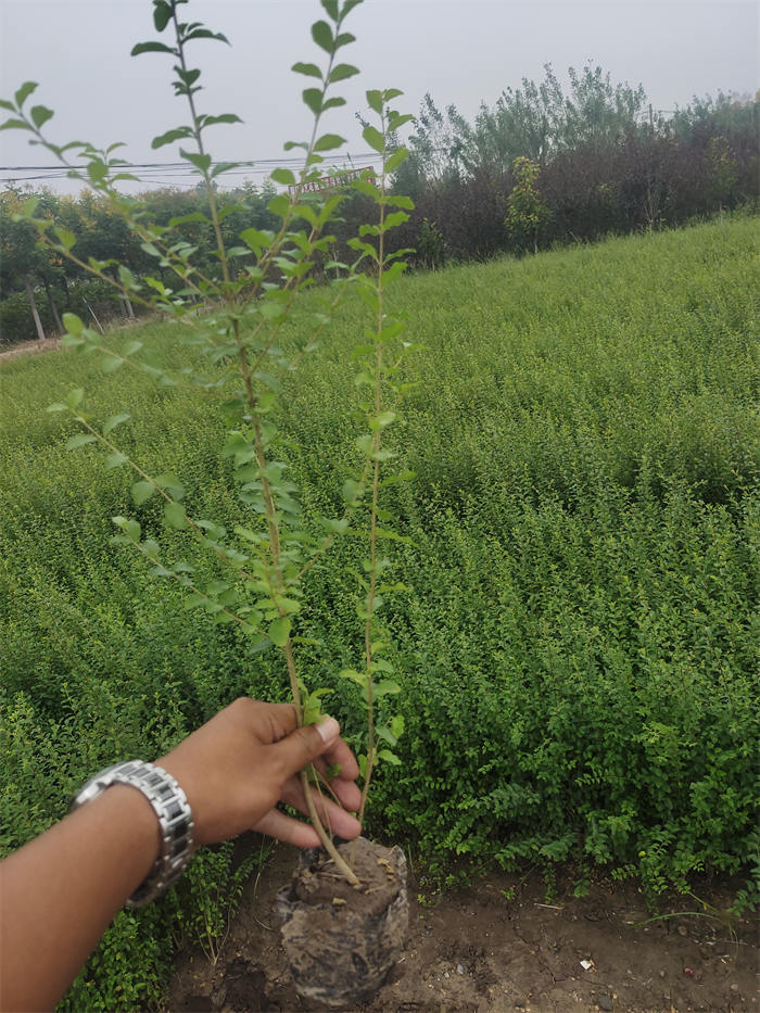 郑州大花月季苗木绿化批发_巨紫荆苗木绿化基地